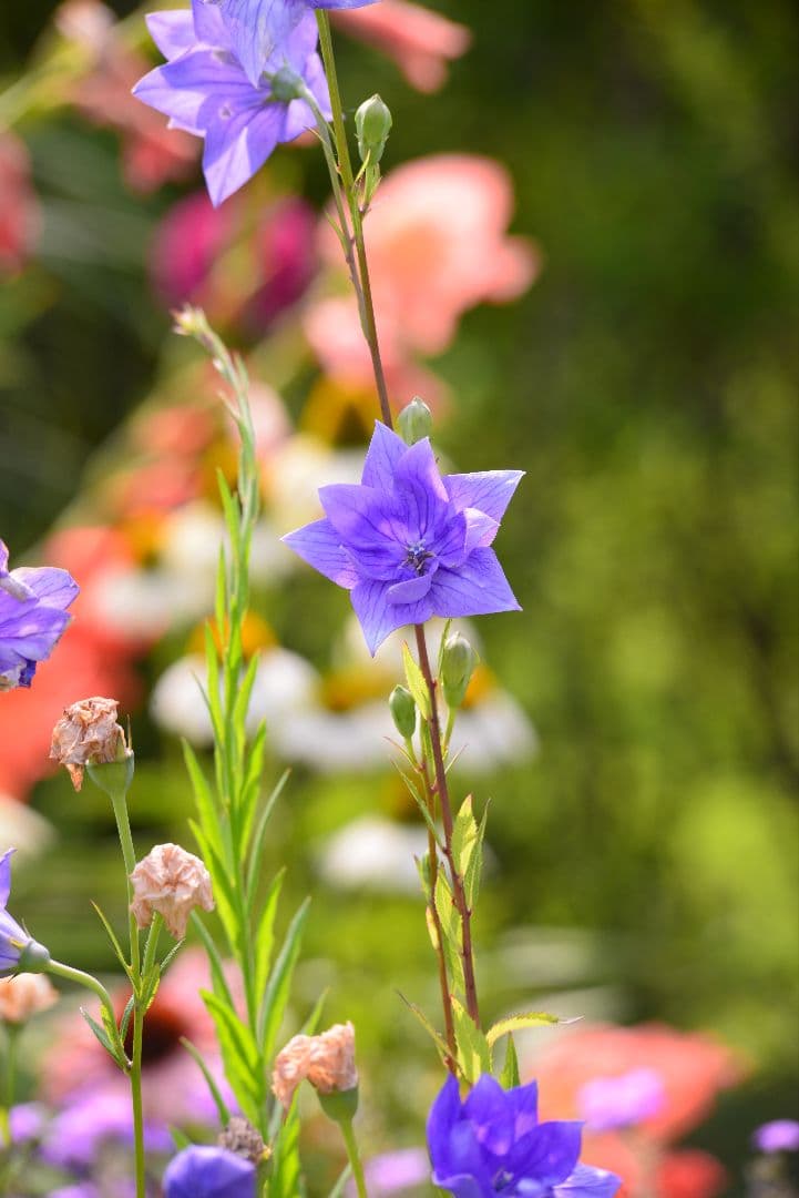 最終価格！！美品！Nikon AF Nikkor 80-200mm f2.8