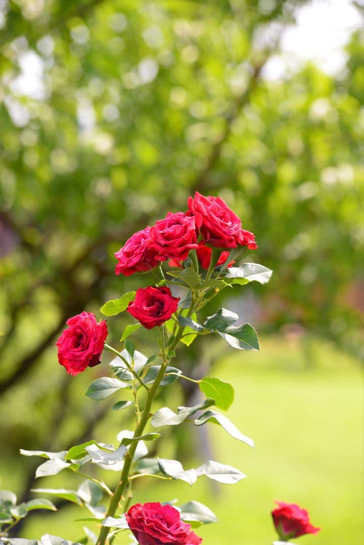 最終価格！！美品！Nikon AF Nikkor 80-200mm f2.8