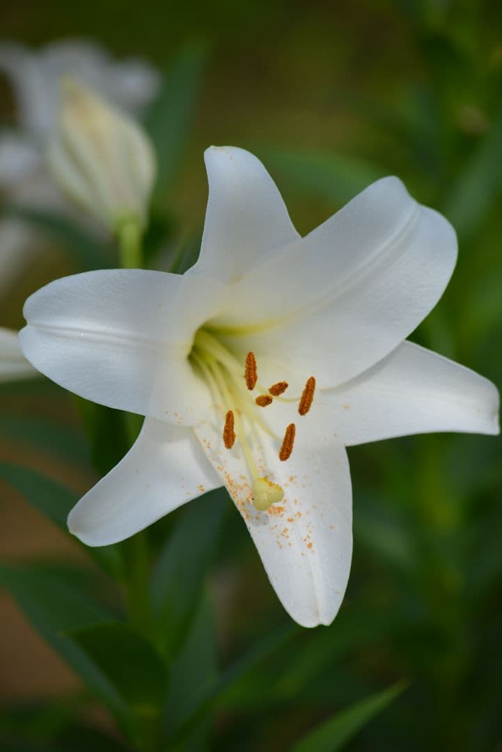 最終価格！！美品！Nikon AF Nikkor 80-200mm f2.8