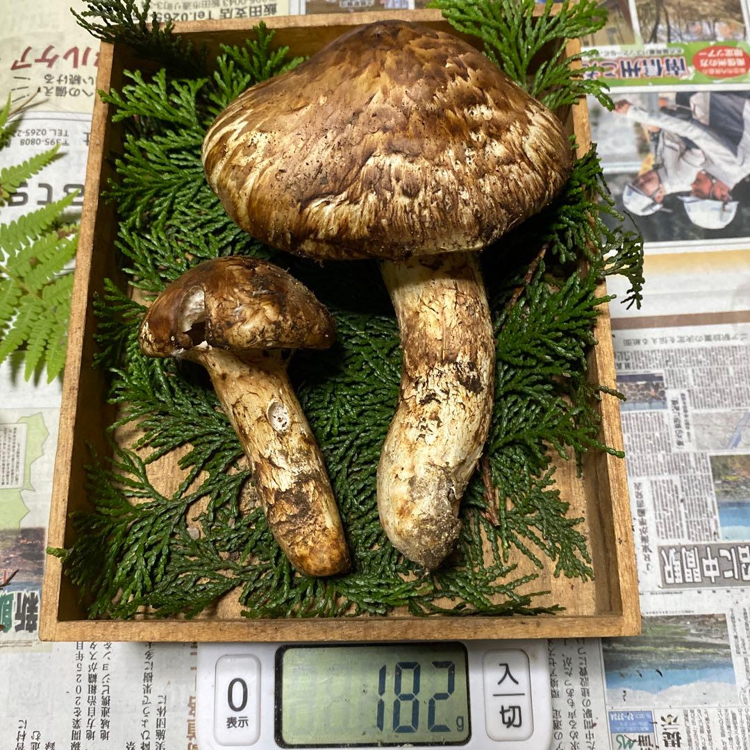 南信州豊丘産 松茸182ｇクロカワおまけ付