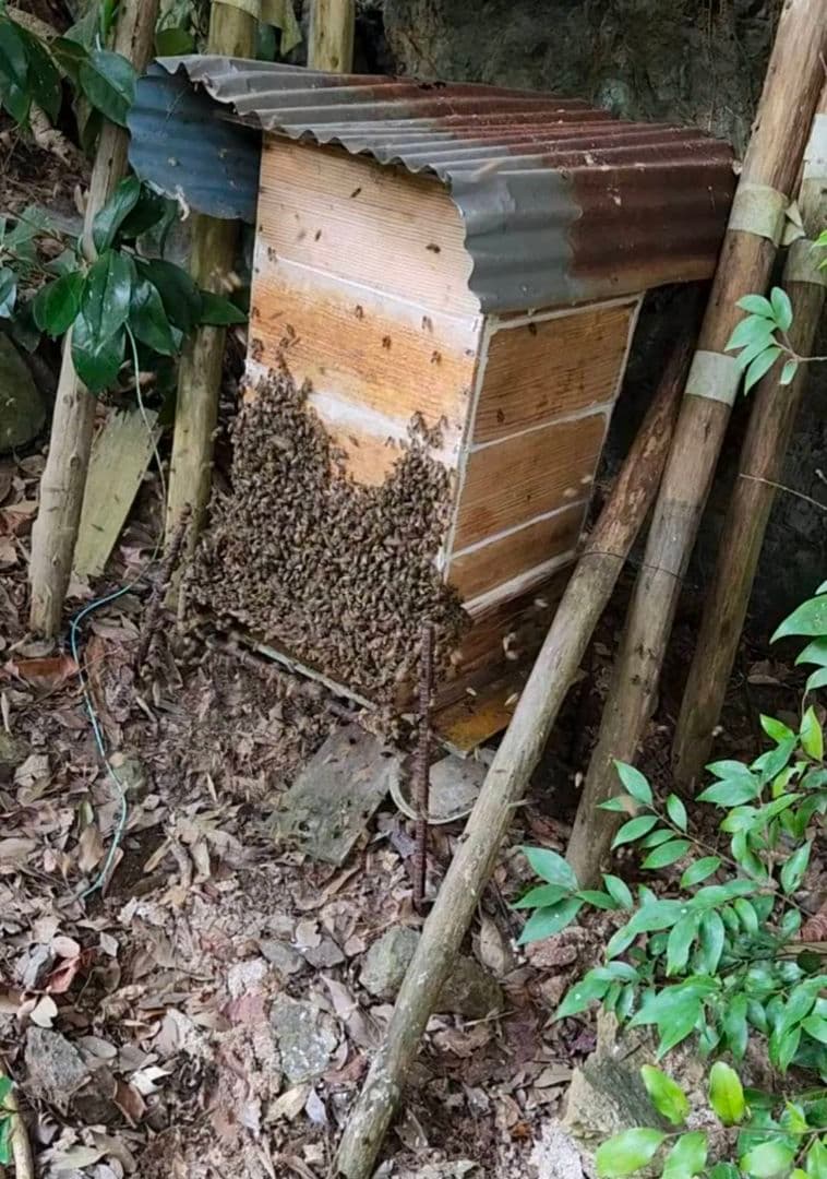 ニホンミツバチの蜂蜜