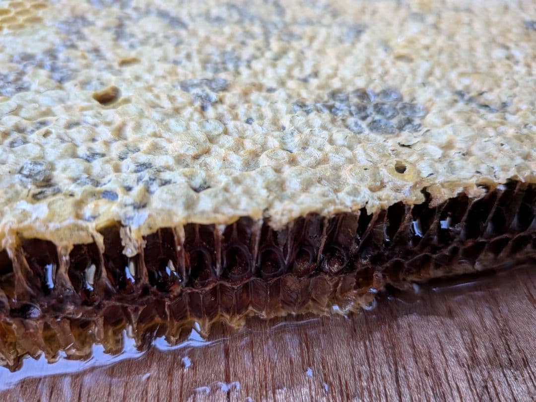 ニホンミツバチの蜂蜜