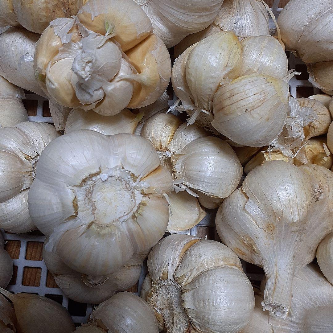 青森県産にんにく　10キロ