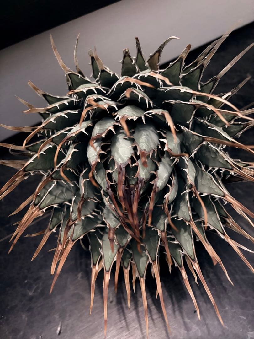 耐寒性アガベ エボリスピナ陽炎◇大株ドライガーデン多肉サボテン　チタノタ　ヤシ