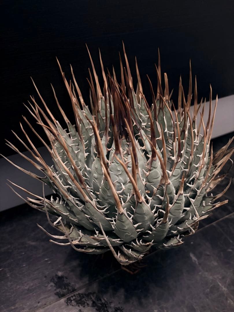 耐寒性アガベ エボリスピナ陽炎◇大株ドライガーデン多肉サボテン　チタノタ　ヤシ