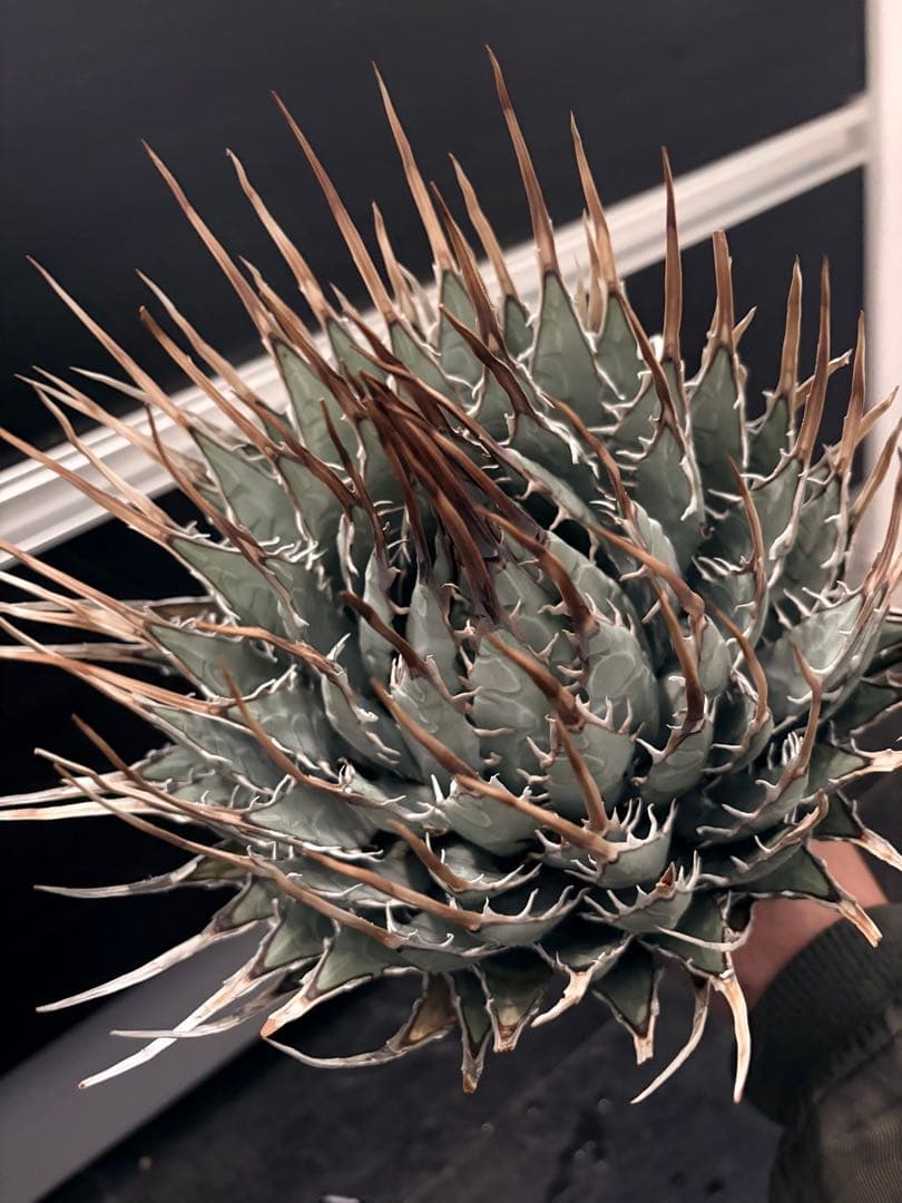 耐寒性アガベ エボリスピナ陽炎◇大株ドライガーデン多肉サボテン　チタノタ　ヤシ