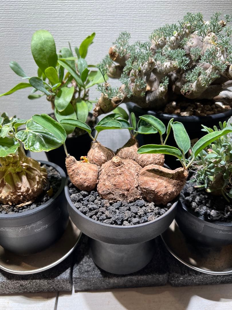 ユーフォルビア　ツベローサ　塊根植物