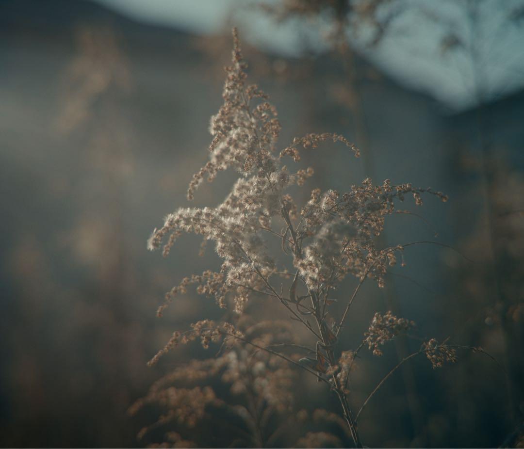 SIGMA fp + 8mm film風 + TTartisan 50mm f2