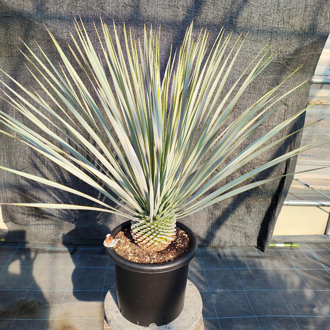 ハ*ン様 ユッカ 　ロストラータ Hybrid【E】