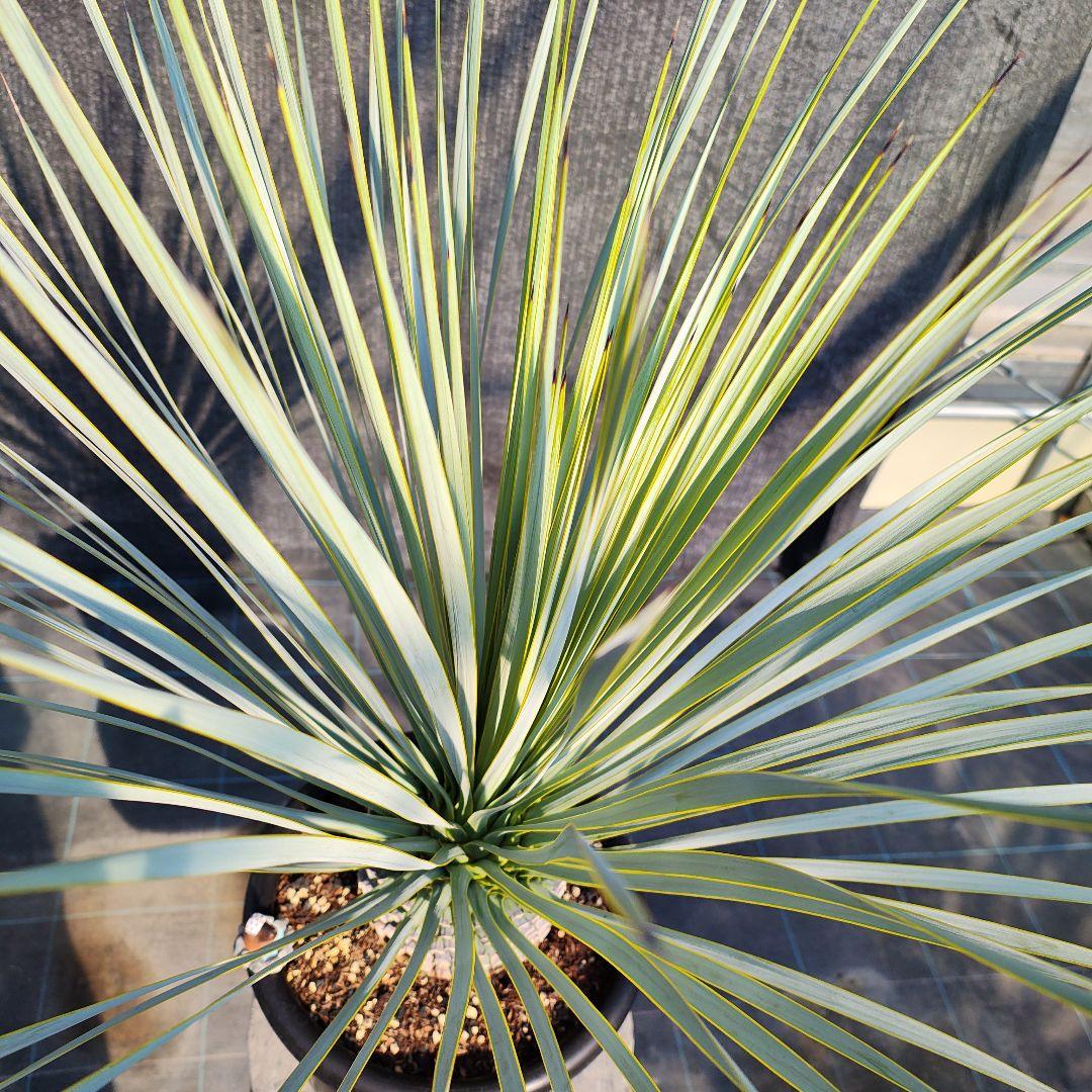 ハ*ン様 ユッカ 　ロストラータ Hybrid【E】