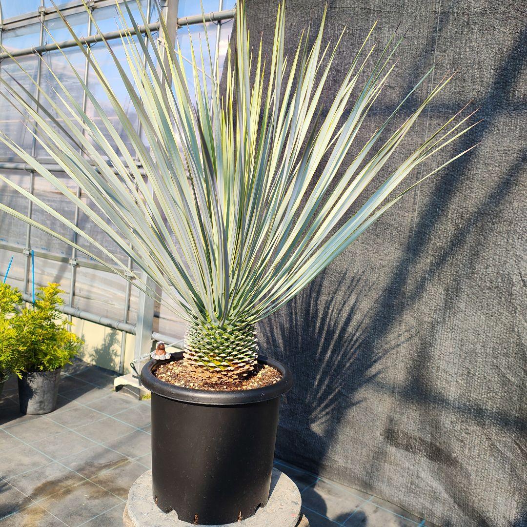 ハ*ン様 ユッカ 　ロストラータ Hybrid【E】