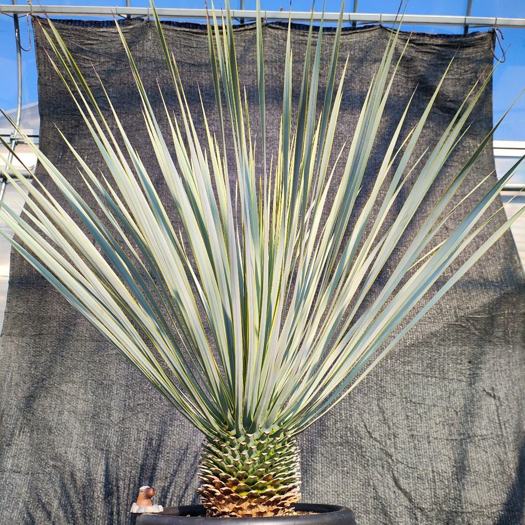 ハ*ン様 ユッカ 　ロストラータ Hybrid【E】