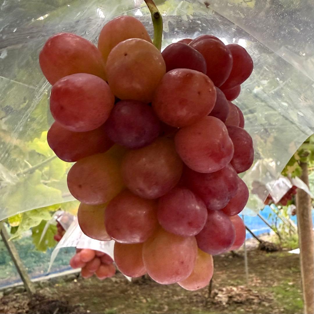 最終値下げ！16日発送！本日お昼12時まで受付【山梨県産】スカーレット 5kg