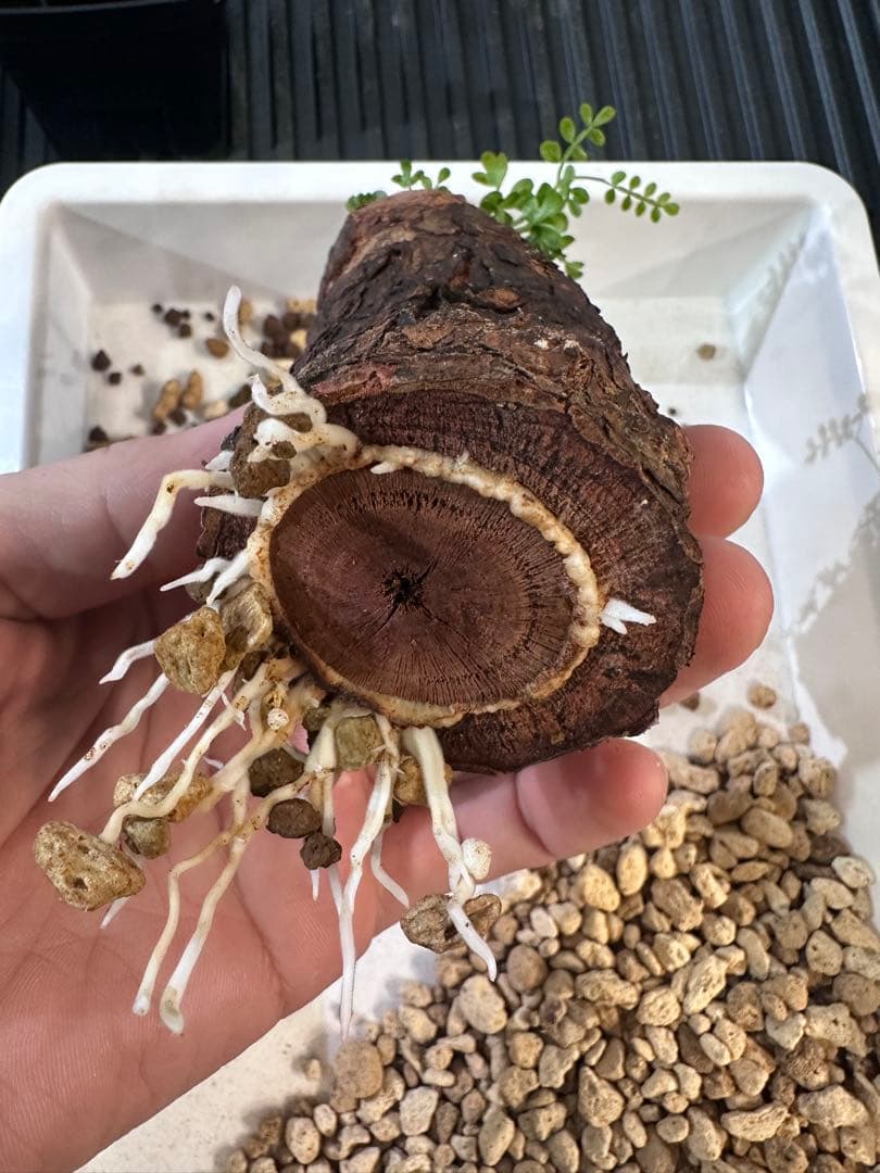 オペルクリカリア　パキプス　根差し　発根済み