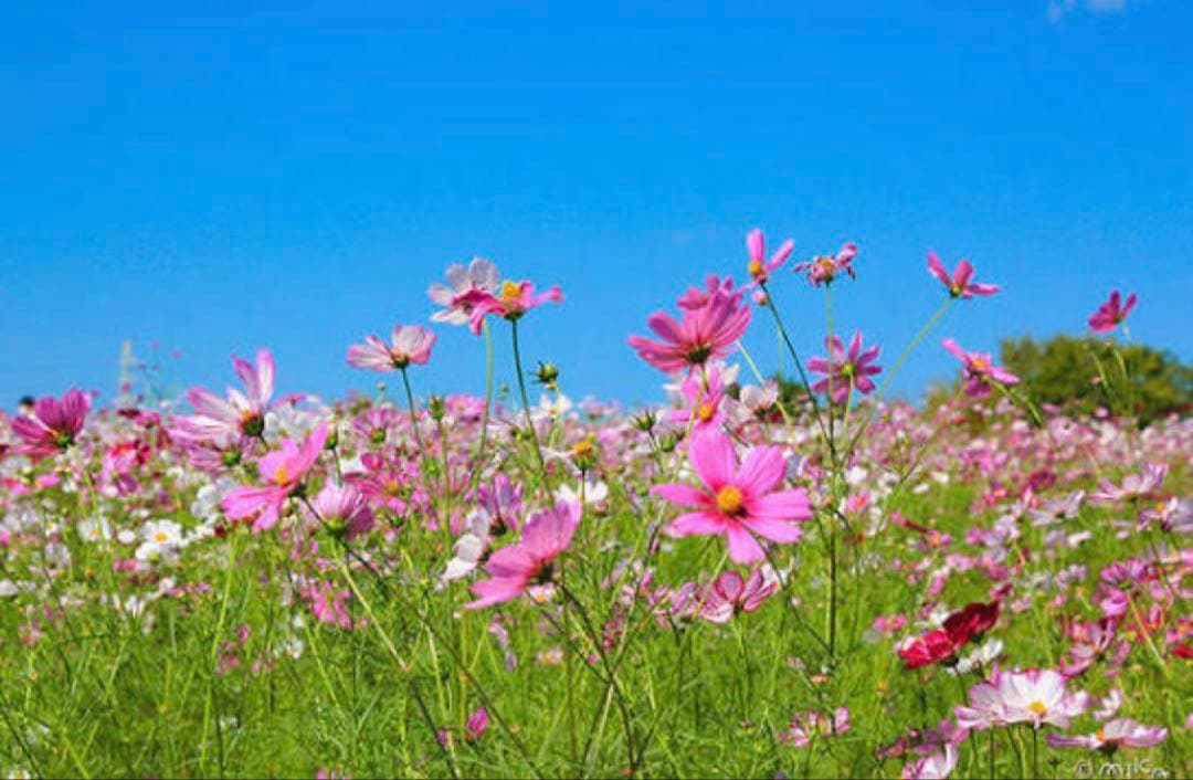 クレンジング・メイク落とし naoto