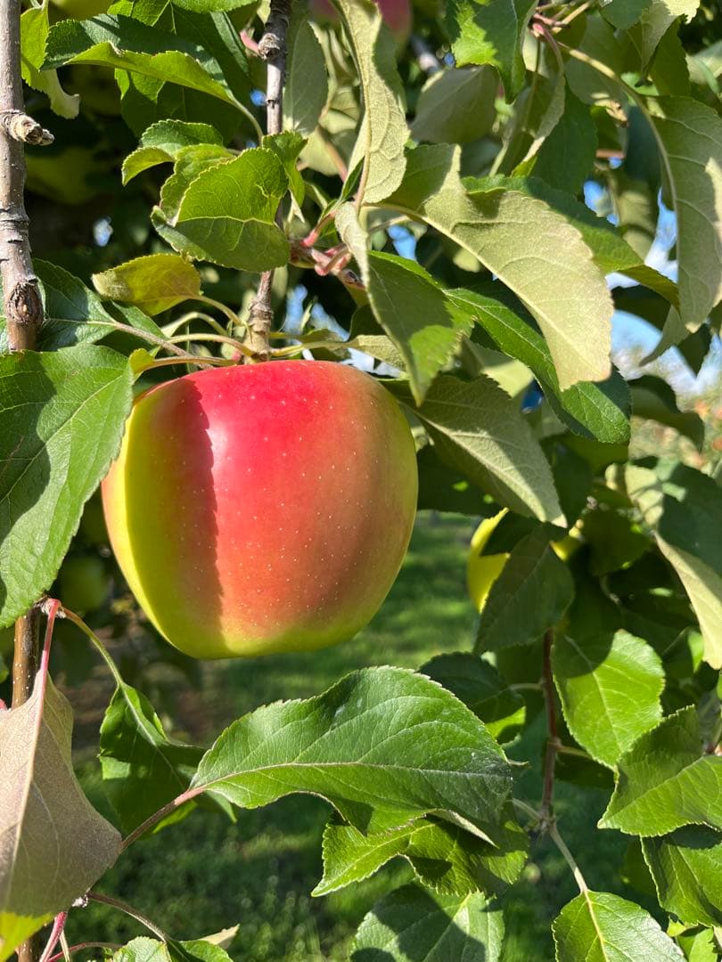 青森県産‼️ぐんま名月ご予約コメントフォーム✨