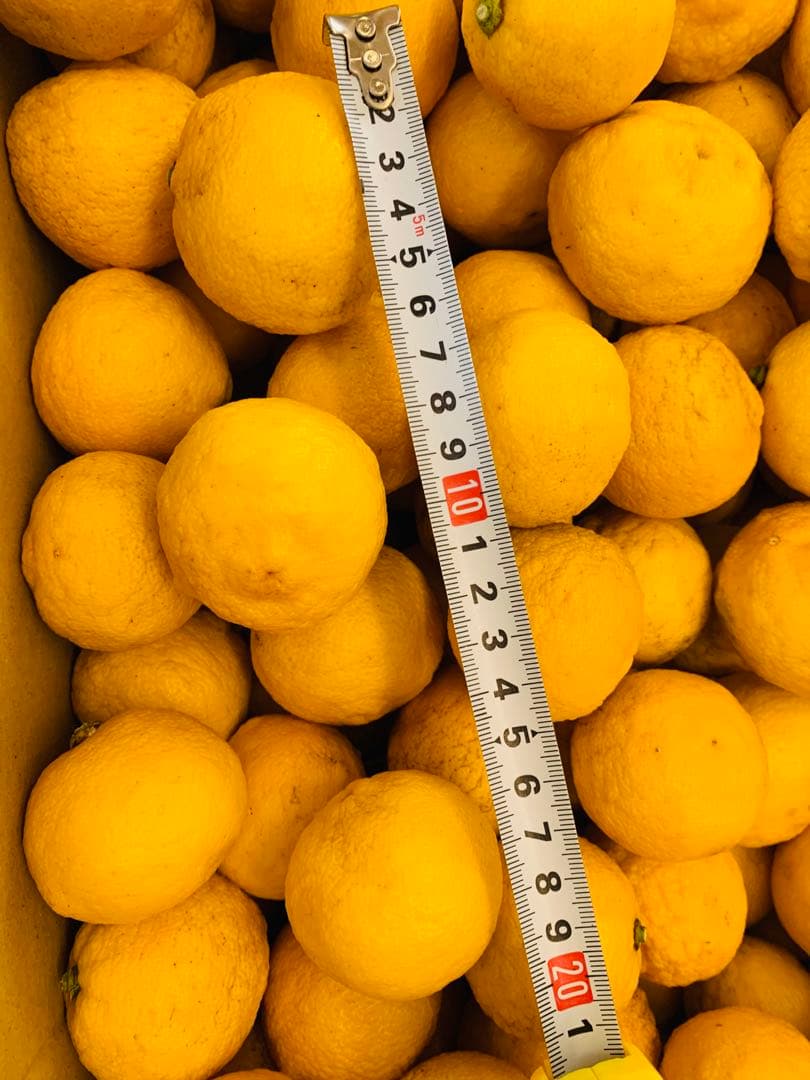 【無農薬】　花柚子　11キロ　約200個 おまけ付き　大量　柚子　ゆず　10kg