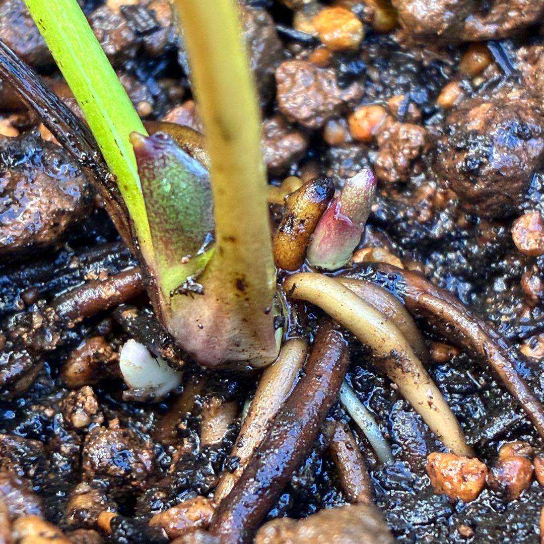 ラ*ク様 ❤️根パンパン❤️沢山新芽元気株❤️3271⭐️超コンパクト超小〜小輪