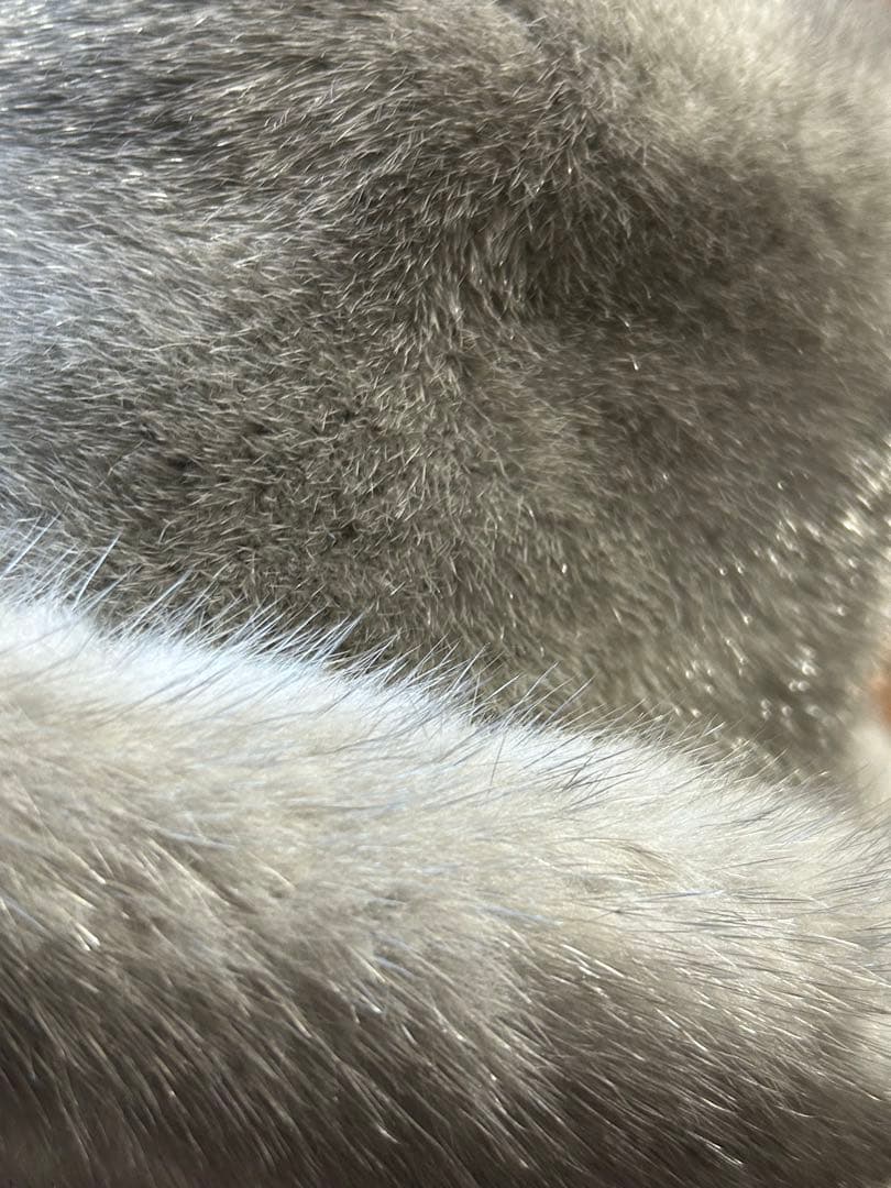 アトリエどら猫/希少/SAGAミンクファー グレー帽子/高級