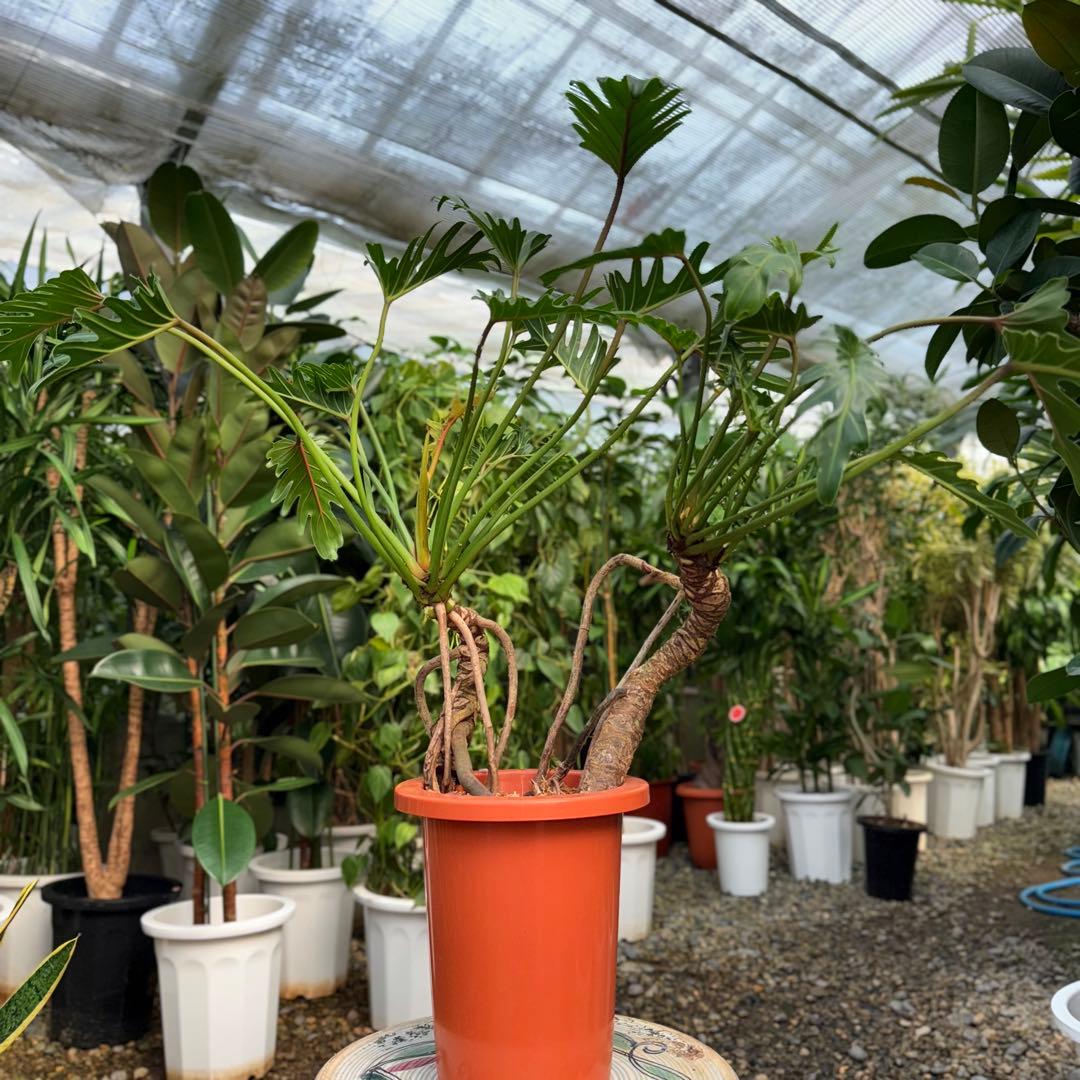 【特大極上苗】フィロデンドロン クッカバラ 幹上がり 根上り 曲がり