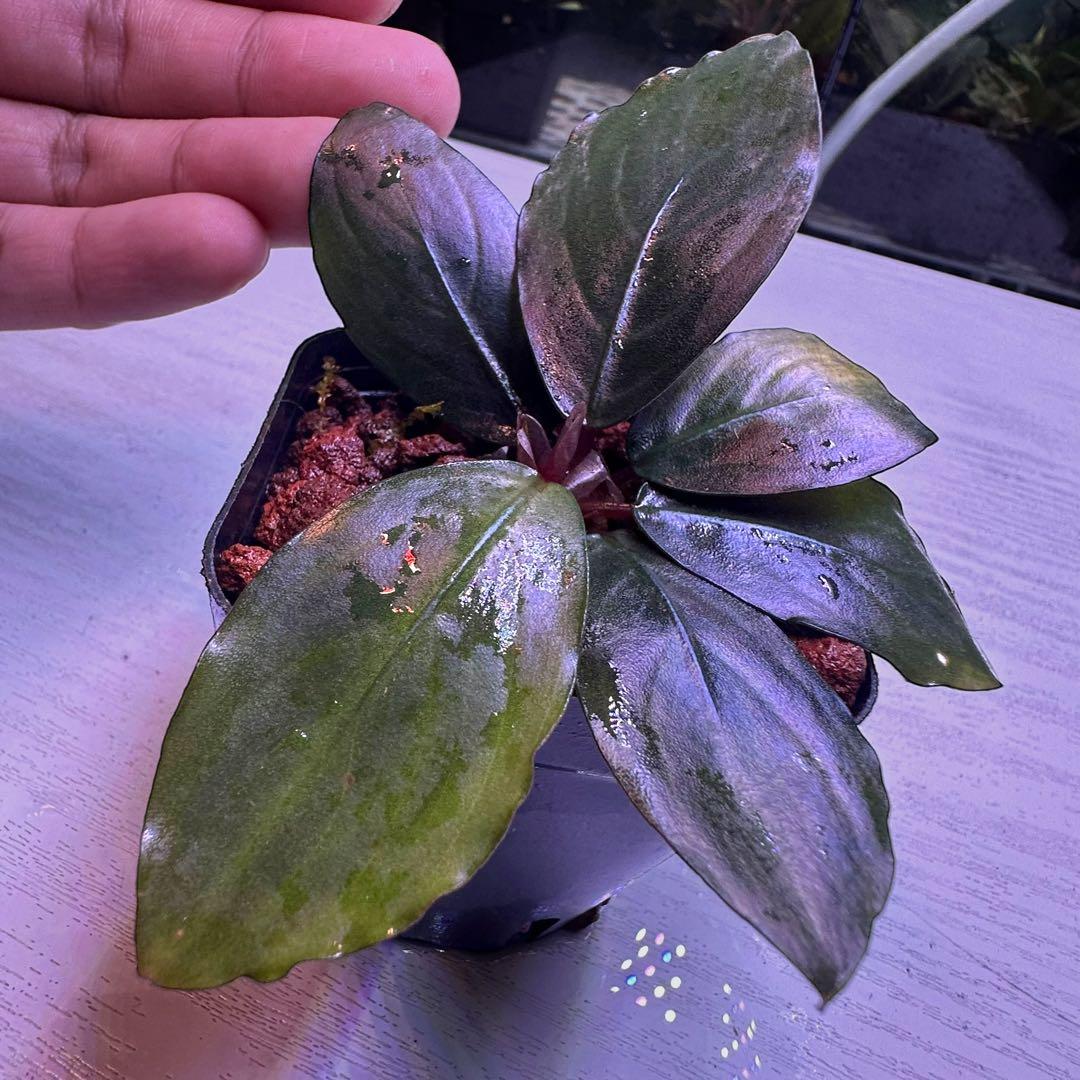 S*A様 ブセファランドラ Bucephalandra Mahakam レアブセ