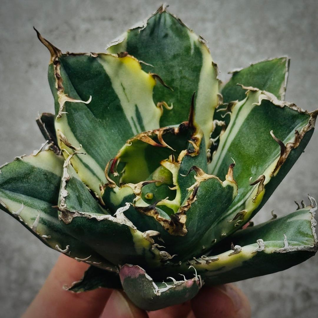 U*K様 多肉植物・アガベ・チタノタ・【特選】白鯨錦・希少株・斑入り・コレクショ