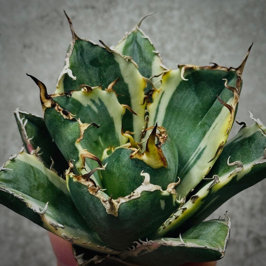 U*K様 多肉植物・アガベ・チタノタ・【特選】白鯨錦・希少株・斑入り・コレクショ