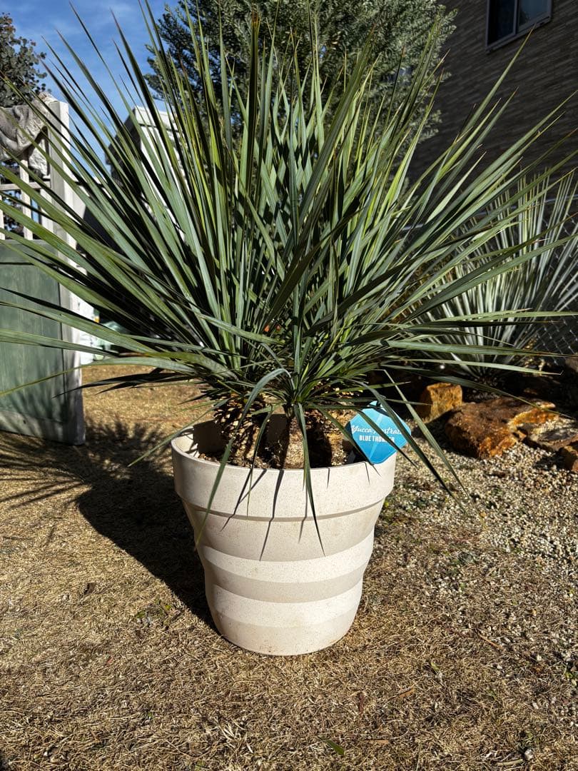 週末限定価格　ユッカロストラータ　ブルーサンダー トリプルヘッド　タグ付