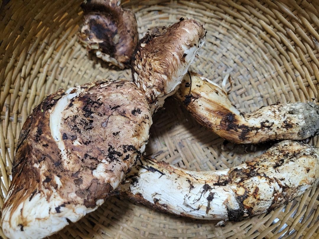 特大　国産　岩手県産　松茸　330g