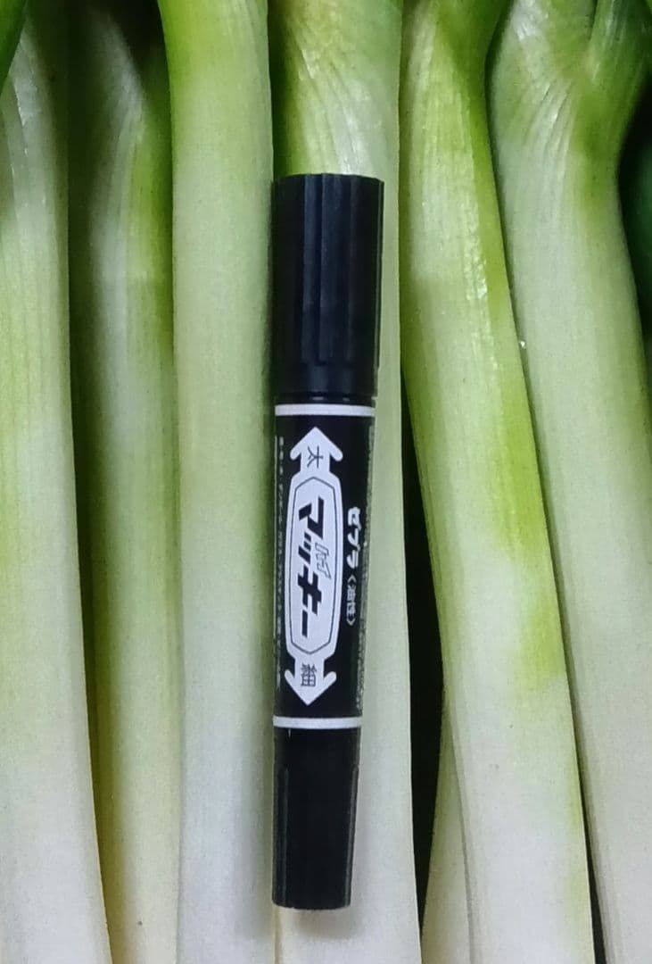 鳥取県産　白ネギ　20kg　長ネギ