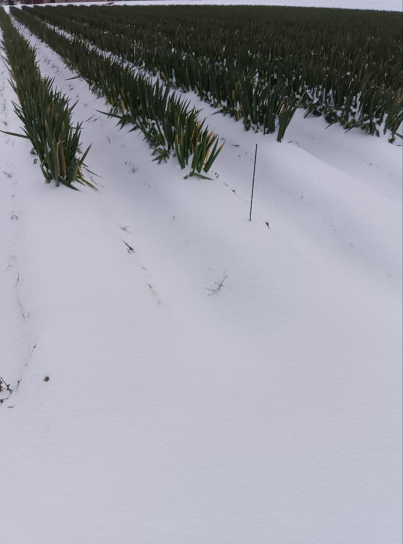 鳥取県産　白ネギ　20kg　長ネギ