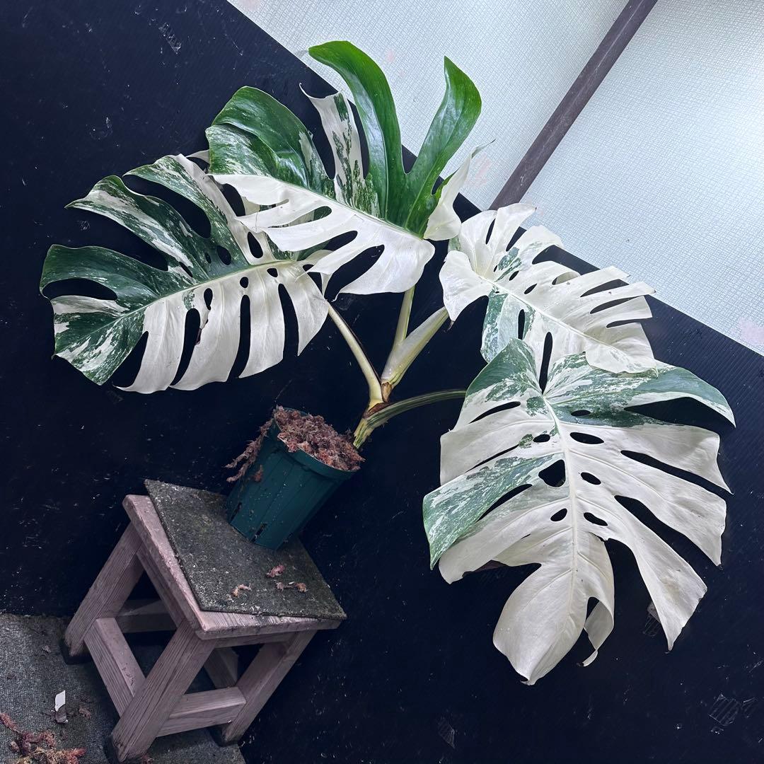 の*ん様 斑入りモンステラ ホワイトタイガー極美大株70cm白斑多