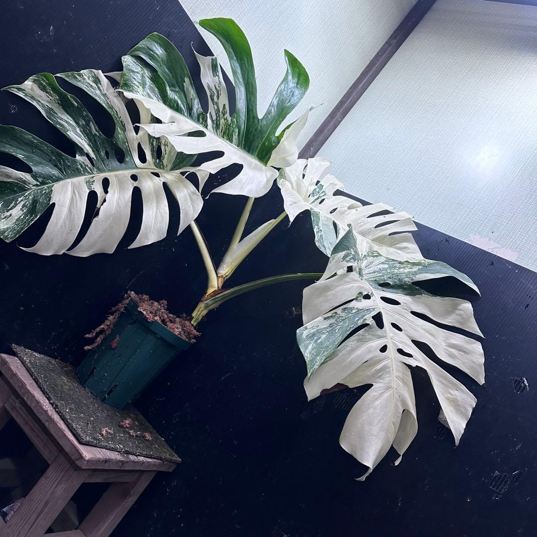 の*ん様 斑入りモンステラ ホワイトタイガー極美大株70cm白斑多