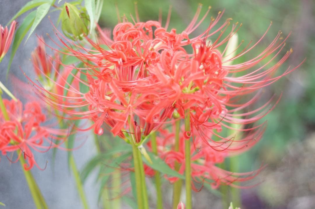 ★希少 PENTAX Super-Takumar 55mm F1.8 初期型