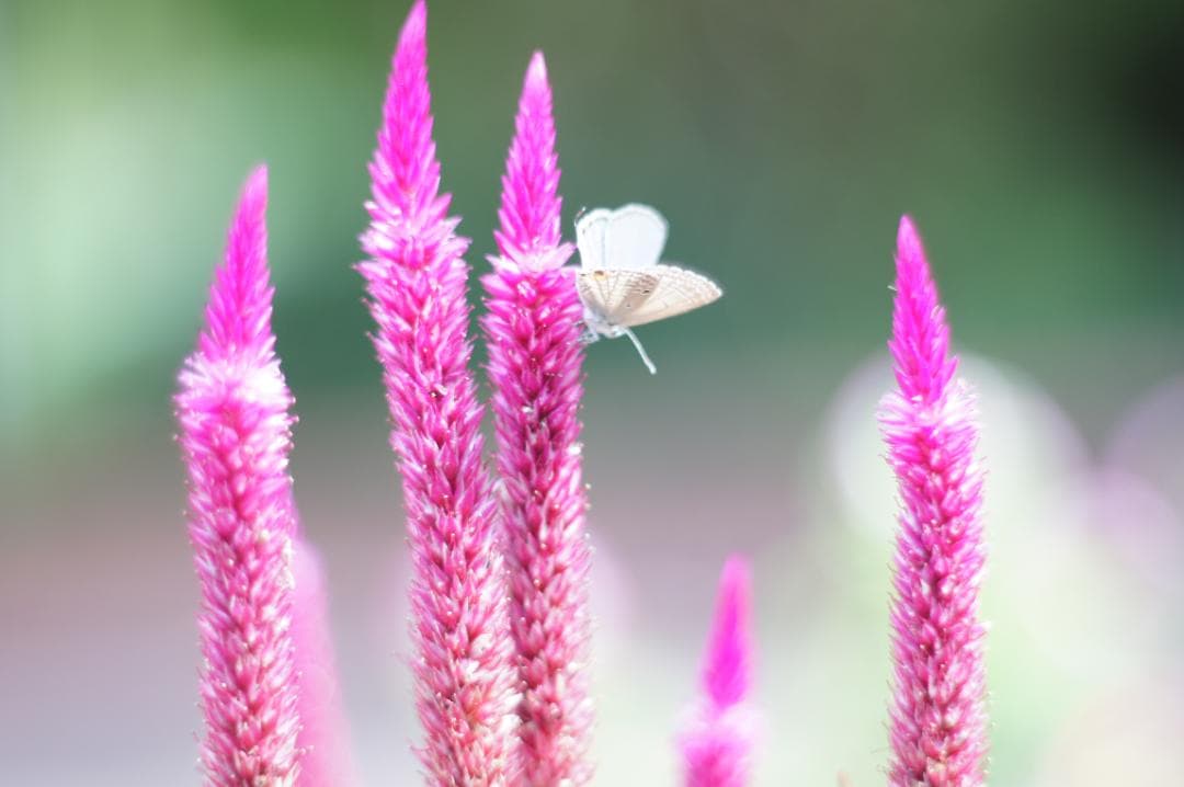 ★希少 PENTAX Super-Takumar 55mm F1.8 初期型