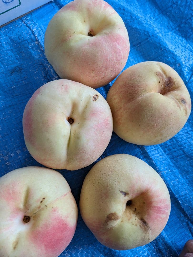 本日終了！桃☆CX(シーエック)大玉15個　5キロ箱　箱込み6.5キロ