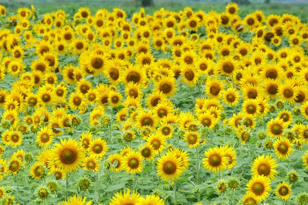 【美品】 LUMIX DC-G100