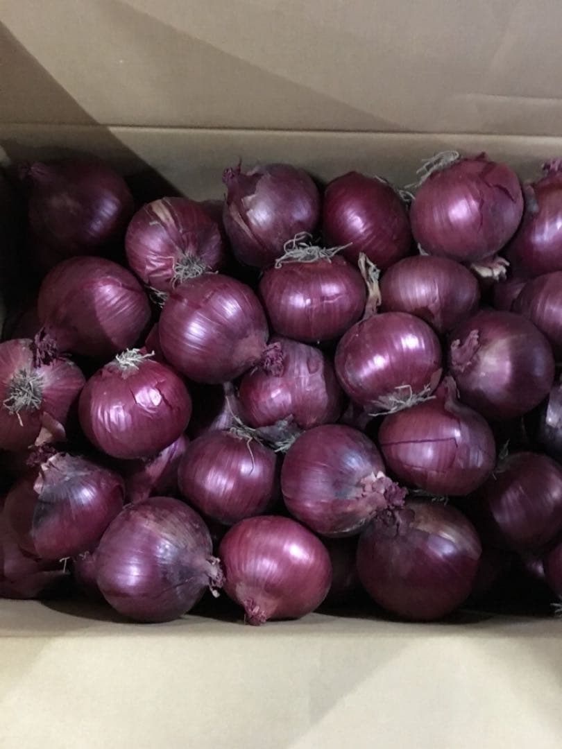 赤玉ねぎ　箱込み約20kg