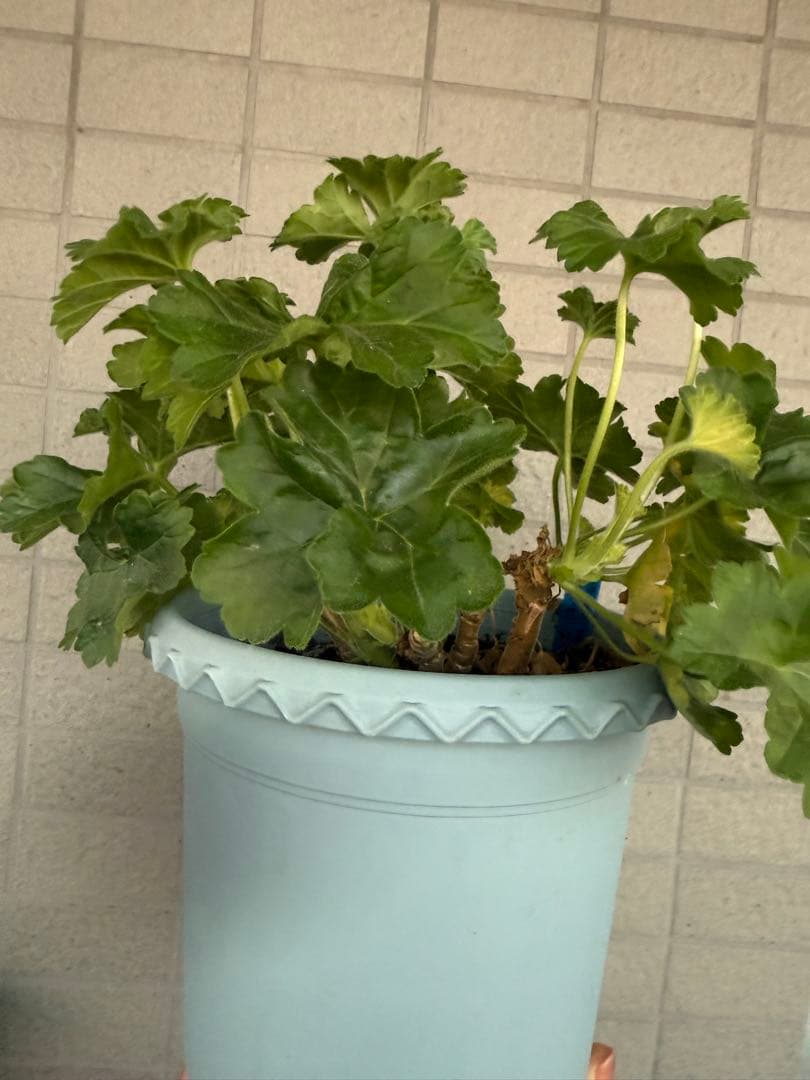 新品珍しいゼラニウム大苗