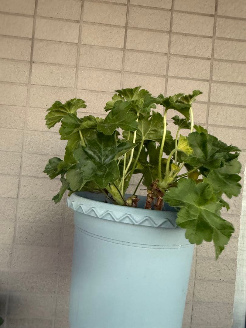 新品珍しいゼラニウム大苗