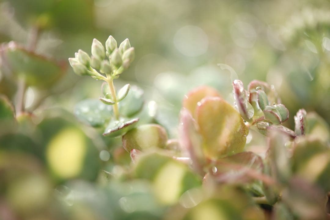 Nikon AF-S MICRO 105mm F2.8 G ED 管mpr