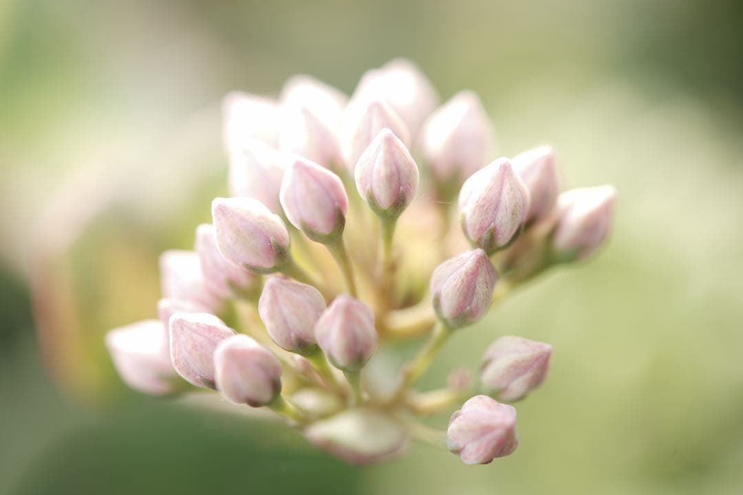 Nikon AF-S MICRO 105mm F2.8 G ED 管mpr