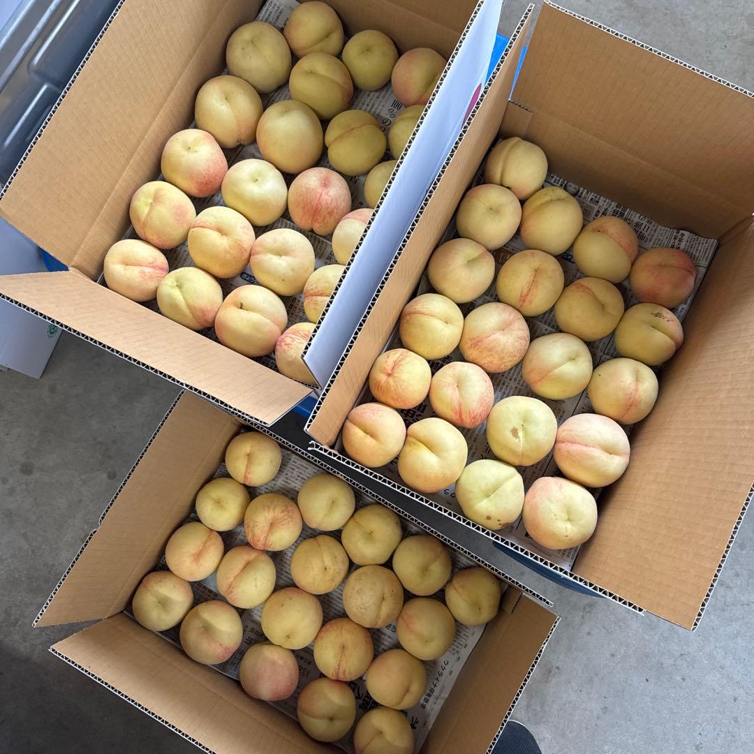 加工用　15キロ以上