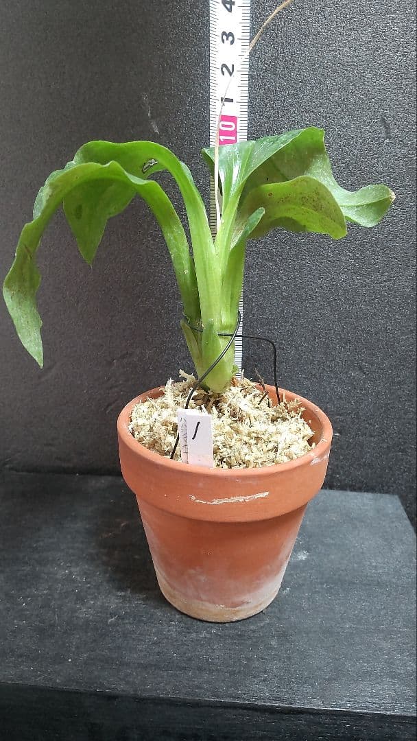 で*ん様 山野草・ホザキラン(希少種！ホザキラン)