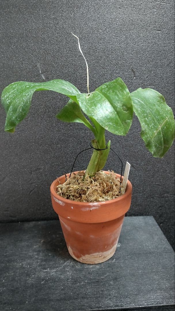 で*ん様 山野草・ホザキラン(希少種！ホザキラン)