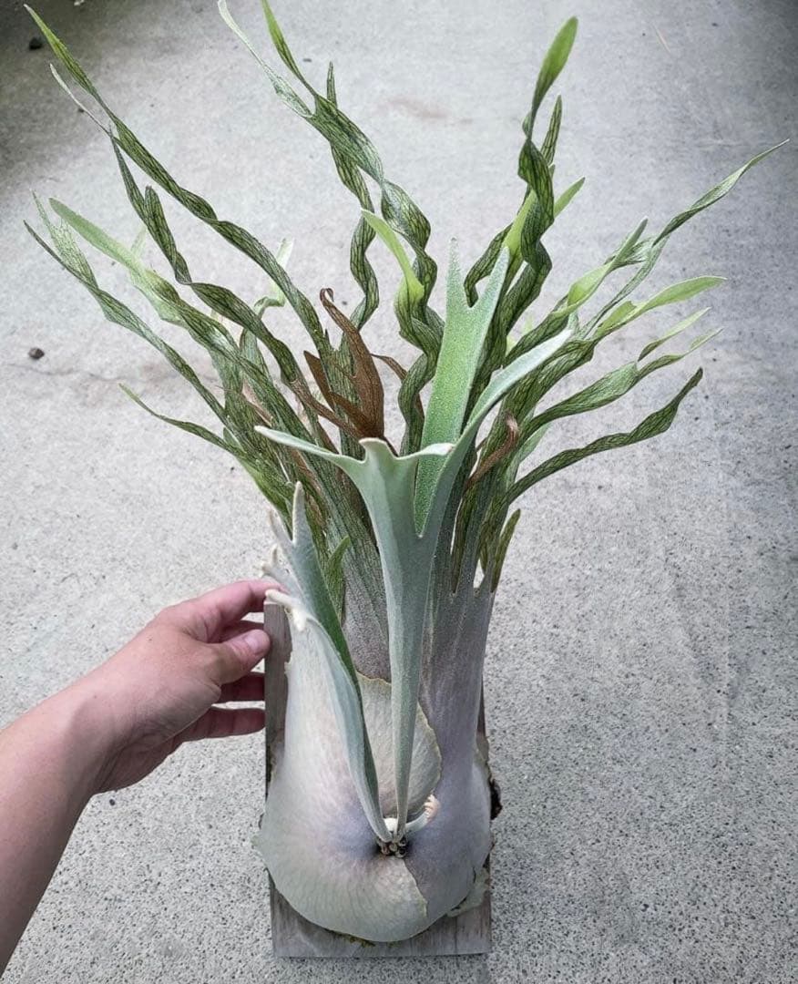 ビカクシダ　veitchii wild ベイチーワイルド　子株