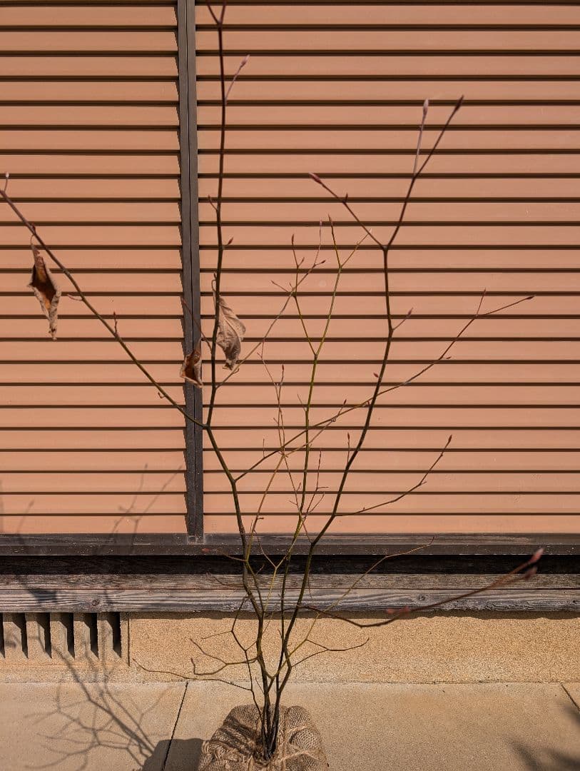 クロモジ　株立　②