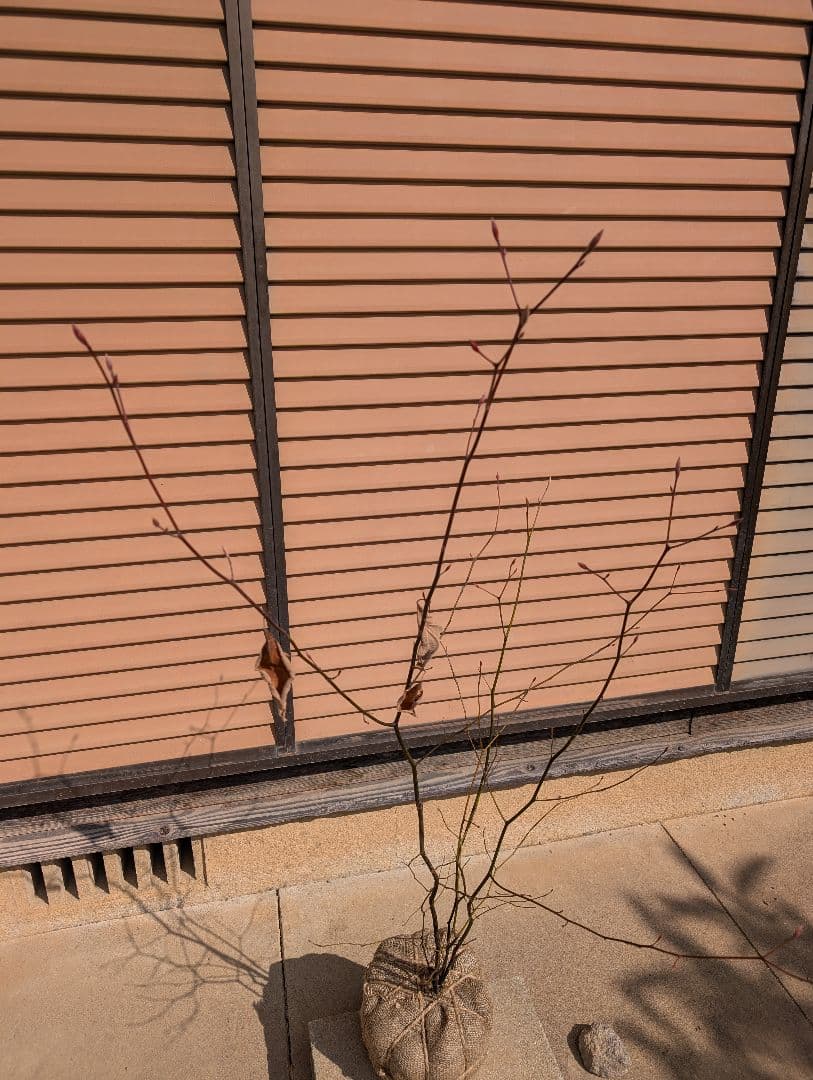 クロモジ　株立　②