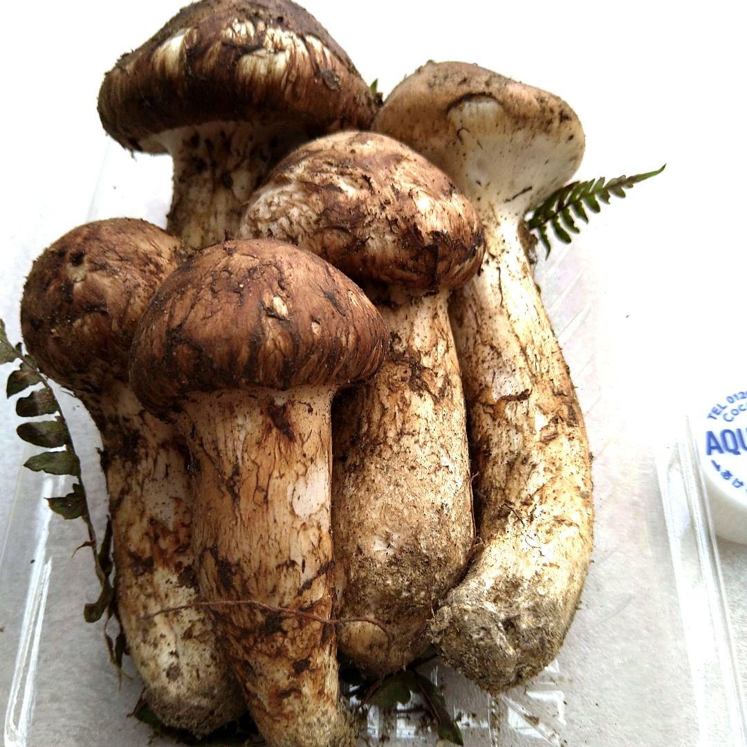 南信州産松茸約165g（パック込み）