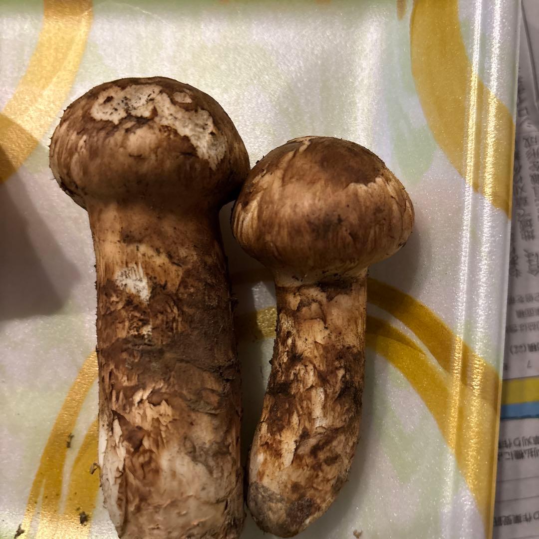 岩手県産　天然松茸